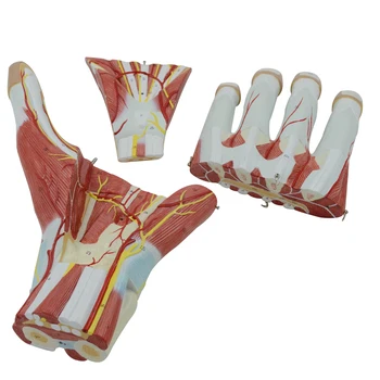 Model povećanje anatomije mišića ruke Materijal PVC Model povećanje anatomije mišića ruke Medicinska edukativne model 3 Komada